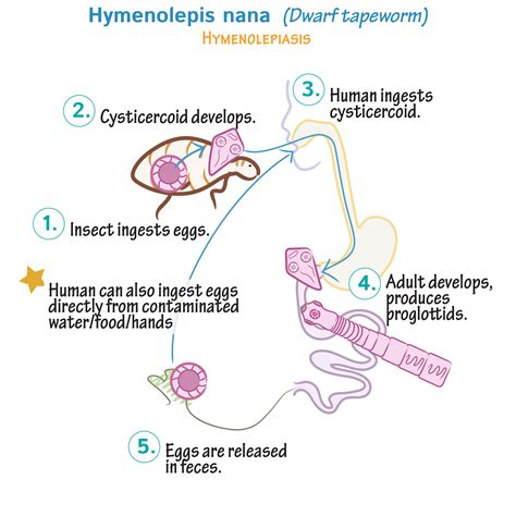 Immunology / Microbiology Glossary: Cestodes: Hymenolepis nana (Dwarf ...