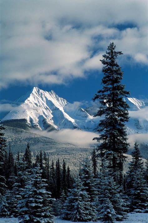 Mountains and trees in winter in Kootenay National Park | Cool landscapes, Kootenay national ...