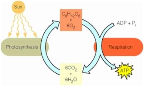 Understanding Anabolism, Characteristics, Functions, Roles, Reactions and Examples