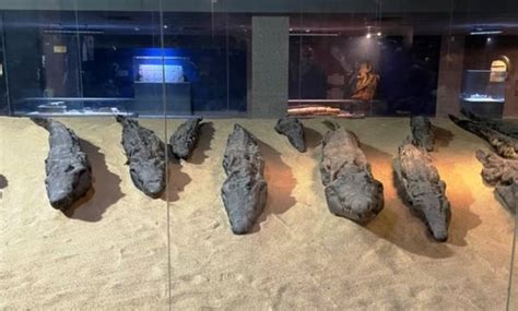 In pics: Know more about Aswan's largest mummified crocodile museum - EgyptToday