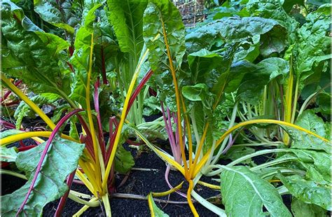 How Do I Grow Swiss Chard | Planting & Harvesting Guide | joegardener®