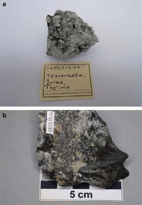 (a) A picture of the holotype specimen studied in this work. The label... | Download Scientific ...