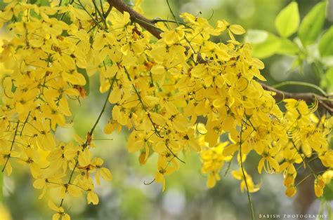 Golden Shower Tree / Cassia fistula / kanikkonna / കണിക്കൊ… | Flickr