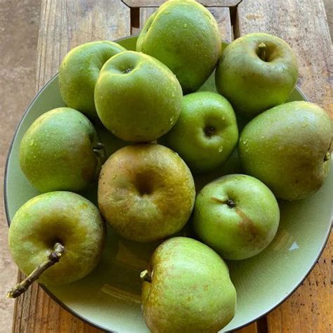 31 Different Types of Green Apple Varieties | Balcony Garden Web