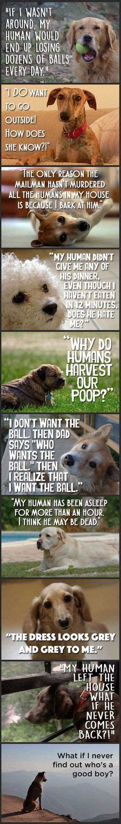 Funny Pug Dog Meme Pun LOL | FUNNY PUG DOG MEMES LOL | Pinterest | Funny pugs, Starbucks memes ...