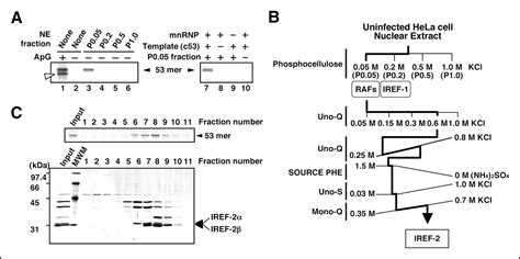 pp32 and APRIL are host cell-derived regulators of influenza virus RNA synthesis from cRNA | eLife