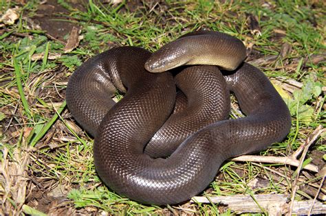 Rubber Boa: Docile Snake with Secretive Behavior