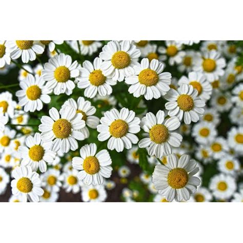 FEVERFEW seeds – Boondie Seeds