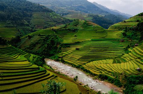 Rice fields In Vietnam - XciteFun.net