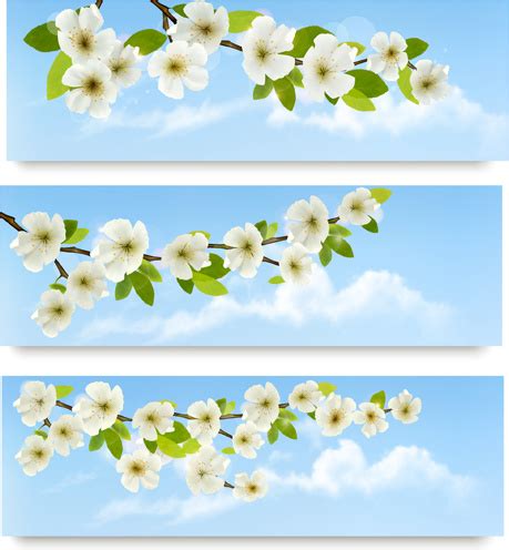 Beautiful white flowers vector banner Free vector in Encapsulated PostScript eps ( .eps ) vector ...