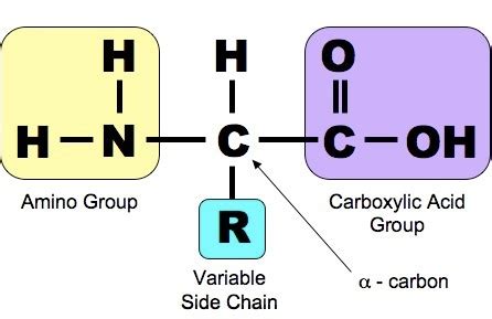 Methionine: Structure, Production & Benefits | Study.com