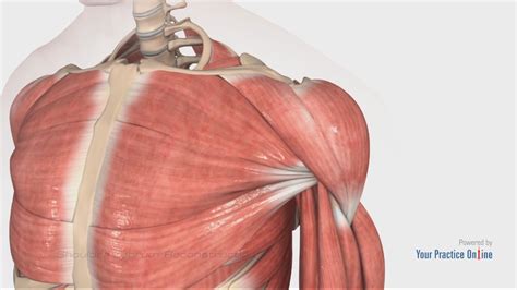 Shoulder Labrum Reconstruction Video | Medical Video Library