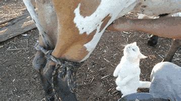 Cow Udder GIFs - Find & Share on GIPHY