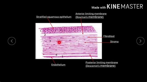 Sclera Histology Labeled