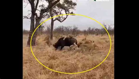 Viral Video: Wild bull fights off 8 lions, teaches lesson of ‘never ...