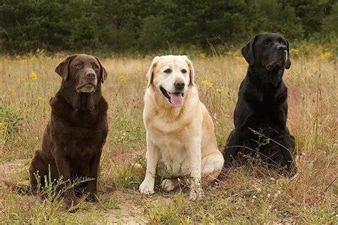 Labrador Retriever - Puppy, Temperament, Price, Characteristics, Facts ...