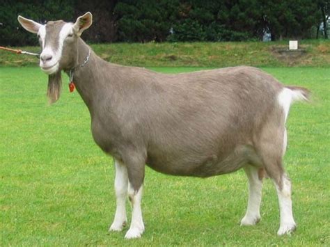 15 Best Goat Breeds for Pets | PetHelpful