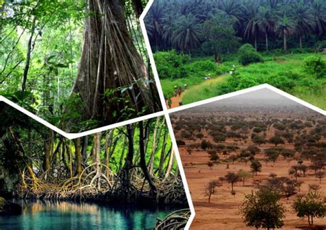 Types of forests found in Nigeria - Legit.ng