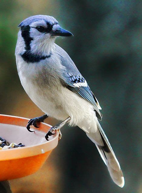 Blue Jay at the feeder – Pet Lovers News Hub