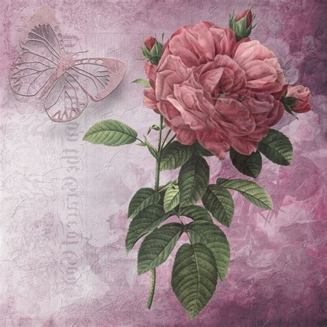 Vintage Floral Rose Illustration Free Stock Photo - Public Domain Pictures