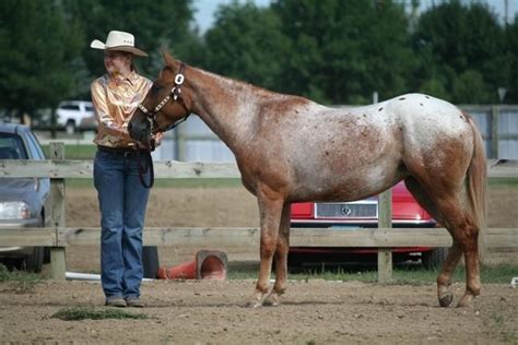 Pony of the Americas - Alchetron, The Free Social Encyclopedia