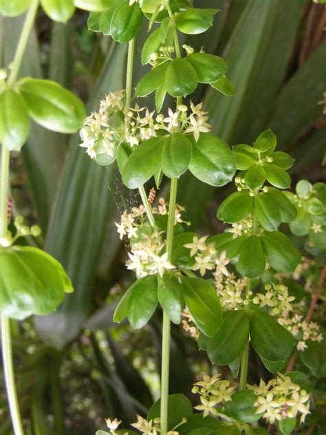 Rubia peregrina L. | Plants of the World Online | Kew Science