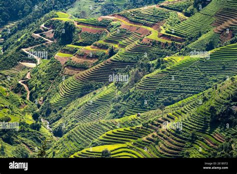 Rice terraces in Ha Giang Stock Photo - Alamy