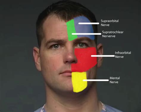 Mental Nerve Distribution