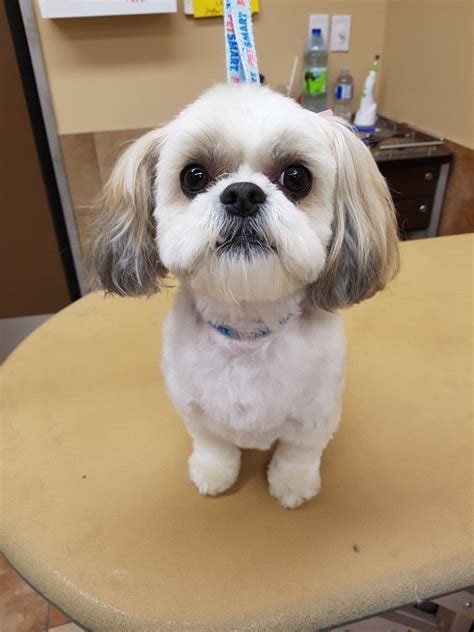 Pin by Pet Groomer's Profit Generatin on Shih Tzu Grooming Hairstyles ...