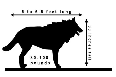 Dire Wolf Size Comparison Chart