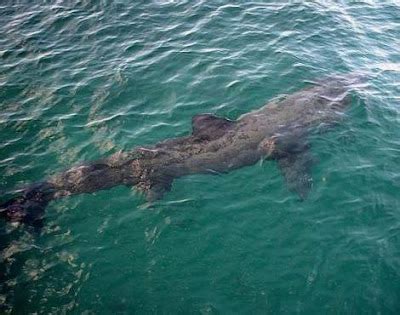 Animals Unique: Basking Shark Scientific