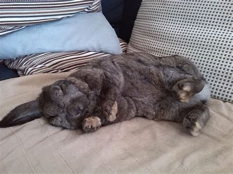 158 best Sleeping bunnies images on Pinterest | Rabbits, Bunnies and Baby bunnies