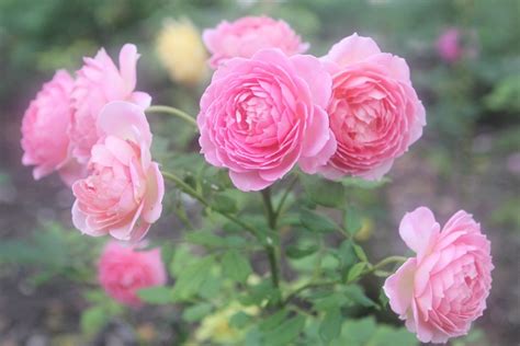 Plant English Roses in your Gardens • Sugar-Sunshine-and-Flowers