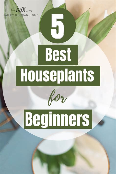 Top 5 Houseplants for Beginners