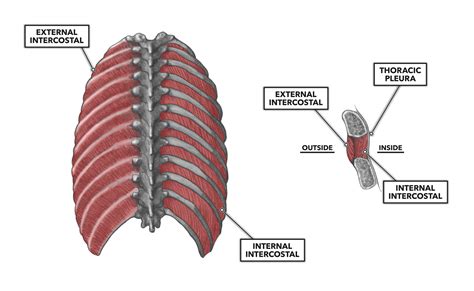 Intercostal Muscles Diagram