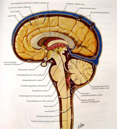 Anatomy Of Brain In Meninges Brain And Spinal Cord Anatomy | Spinal cord anatomy, Brain anatomy ...