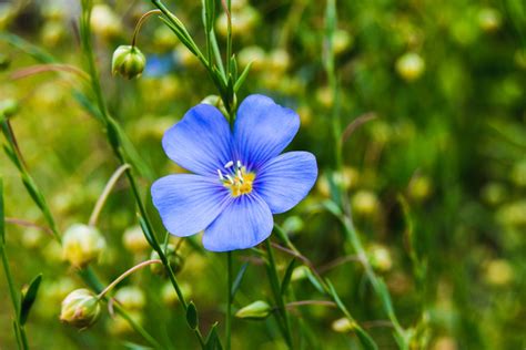 Flax seeds: growing & caring for linseed - Plantura