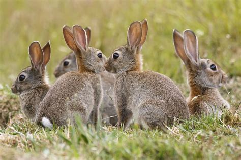 Wild Rabbits and the Landowner - QualitySolicitors Parkinson Wright