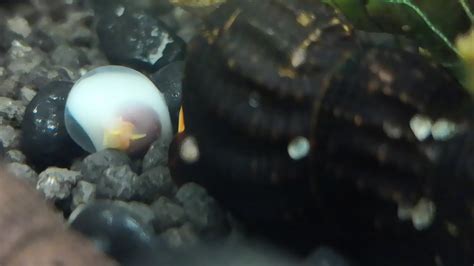 Freshwater Snail Eggs: What to do? • (ID Help & Steps)