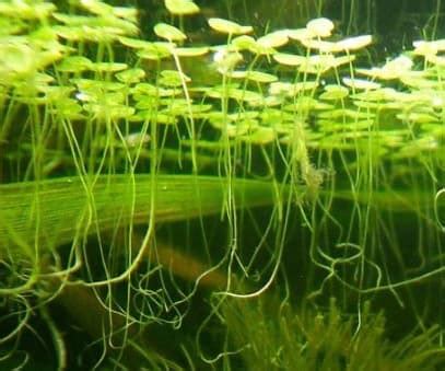 30+ Brackish Water Plants - Shrimp and Snail Breeder