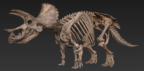 ArtStation - Triceratops Skeleton, Vitamin Imagination | Dinosaur images, Prehistoric animals ...