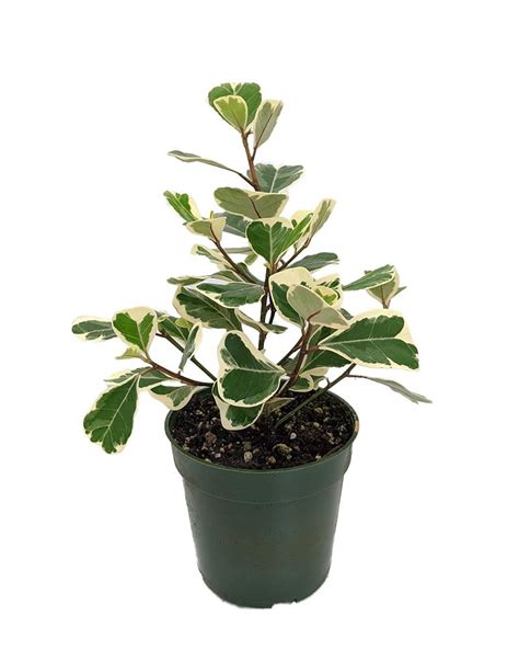 Rare Variegated Triangle Weeping Fig - Ficus triangularis variegata - 4" Pot - Walmart.com ...