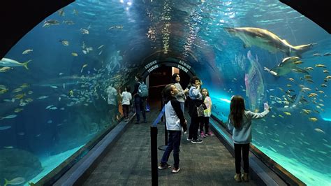 Adventure Aquarium in New Jersey - Where the Wild Kids Wander - A ...