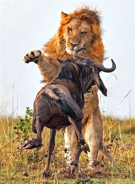 Dramatic Of Lion Hunt A Wildebeest, lion hunting HD phone wallpaper ...