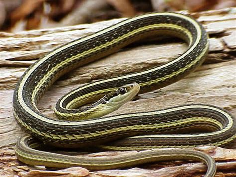 Ribbon snake - Wikipedia