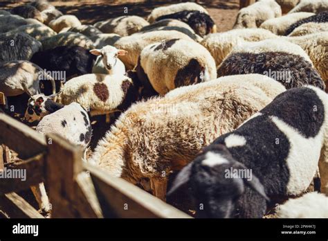 Group of sheep in farm. Modern farming dairy and meat production livestock industry Stock Photo ...