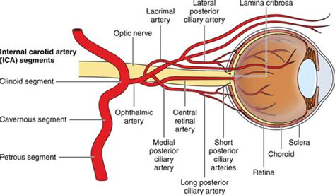 Central Retinal Artery Occlusion Anatomy