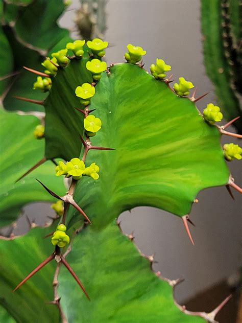 Euphorbia flowers! : Euphorbiaceae