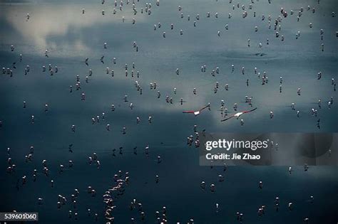 73 Wildebeest Migration Aerial Stock Photos, High-Res Pictures, and Images - Getty Images