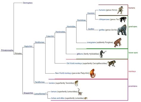 Primate Family Tree by RaptorAnimatronic on DeviantArt